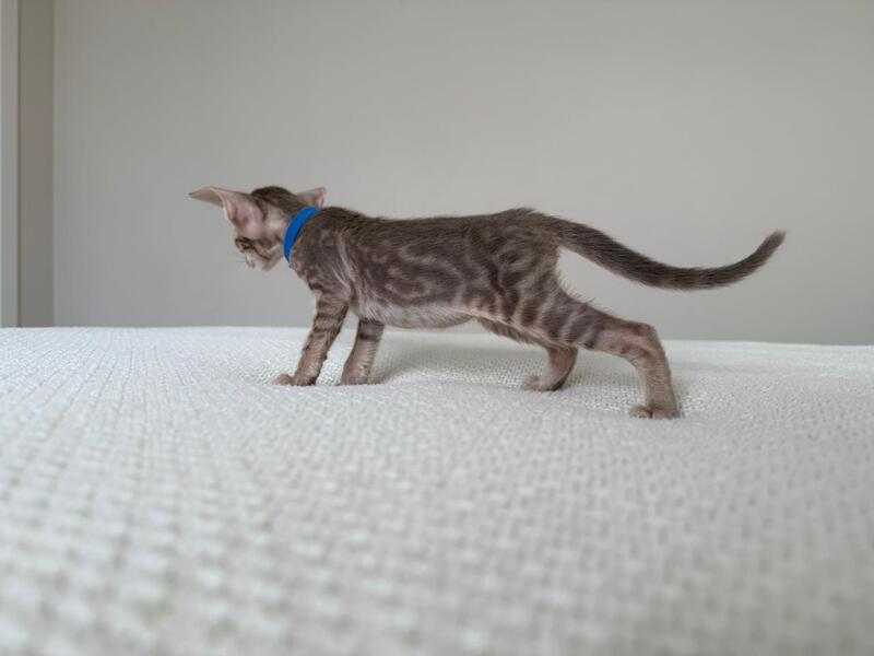Atlas Oriental Shorthair male lilac tabby - live animals