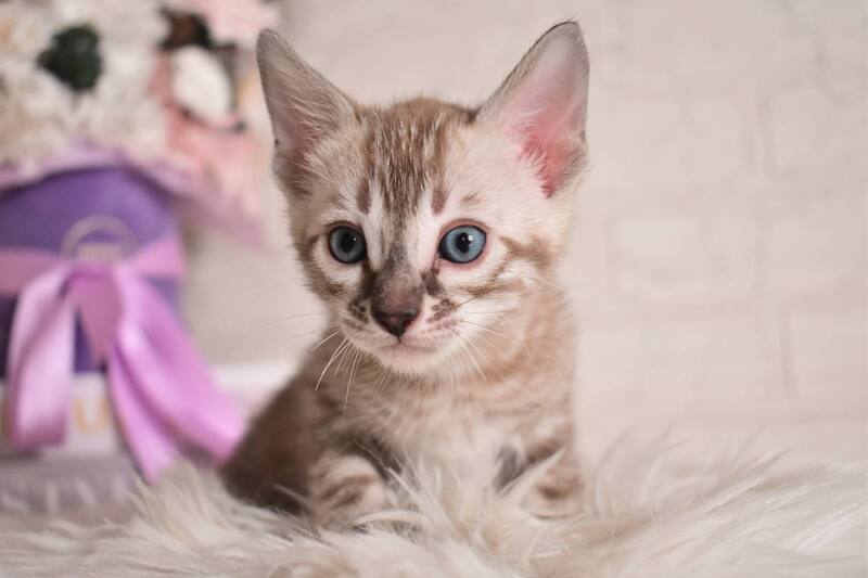 Ponchik Bengal male snow mink charcoal - live animals