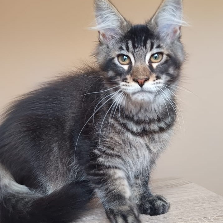 Esma Maine Coon female, black ticked tabby