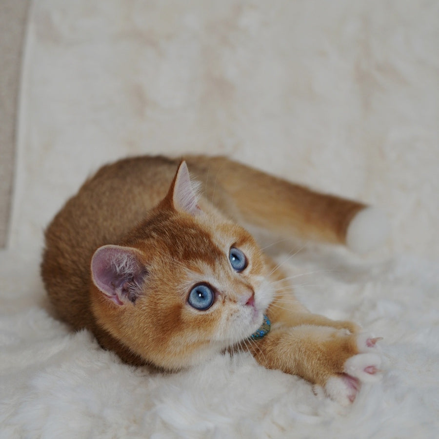 Teddy British Shorthair male, chocolate golden chinchilla with white