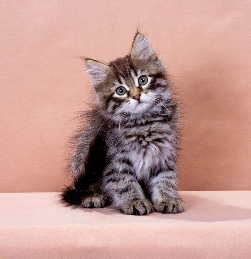 Germes Siberian male black spotted tabby - live animals