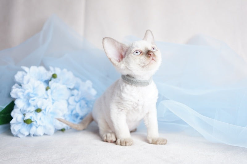 Oliver Devon Rex male, cinnamon pointed