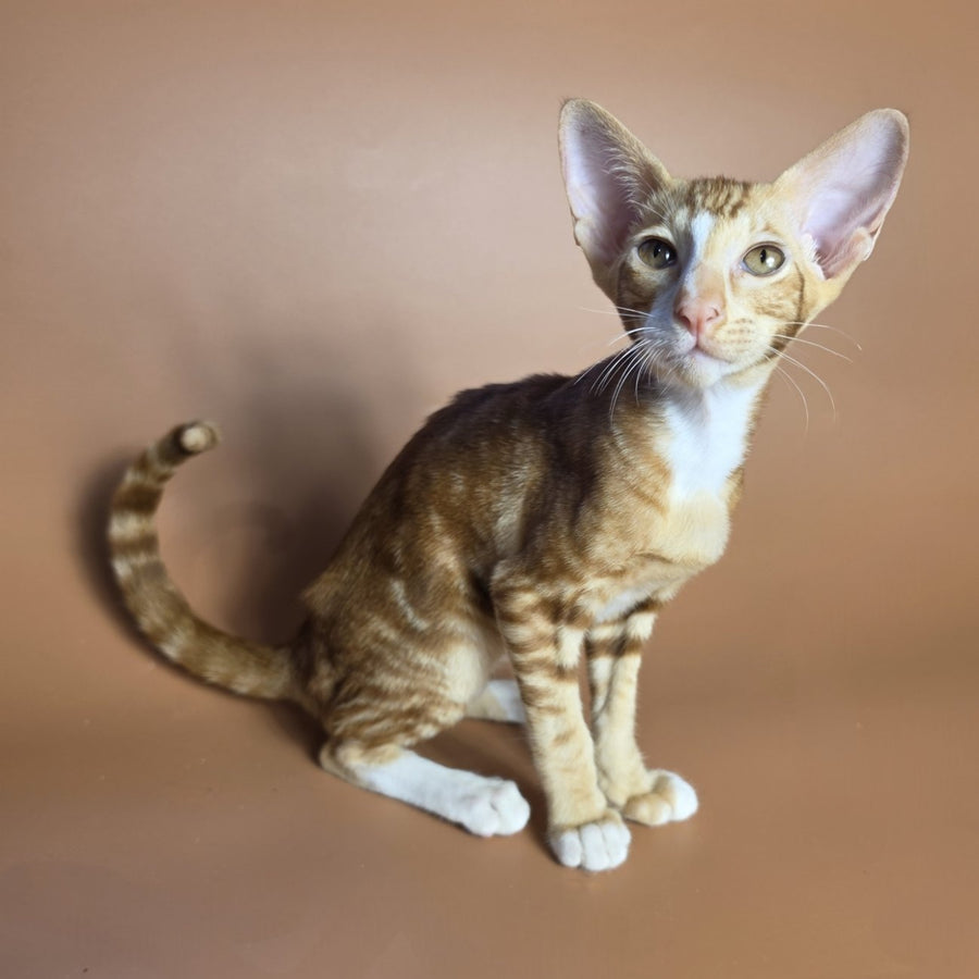 Xylan Oriental Shorthair male, red tabby mitted