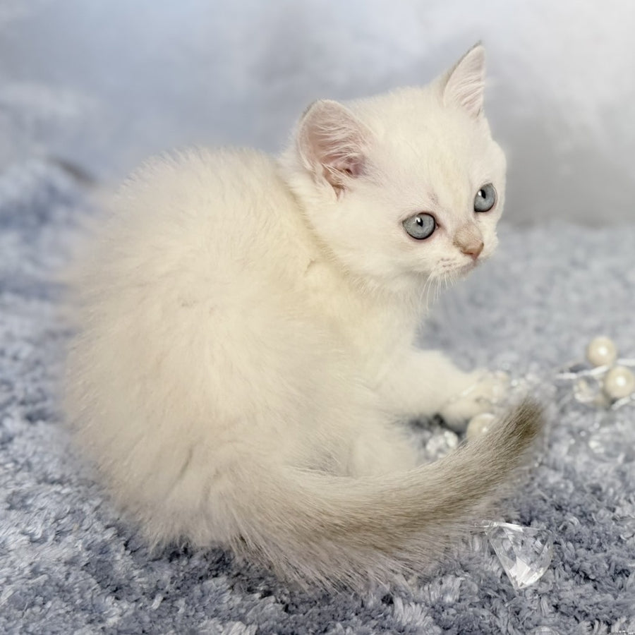 Jordan Scottish Straight female, blue golden shaded pointed