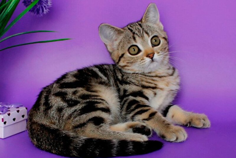 Kelly British Shorthair female, black silver tabby