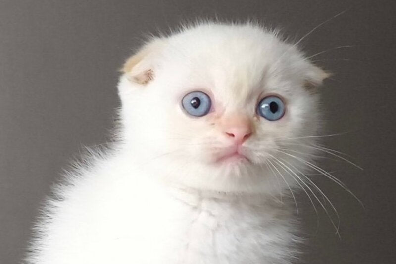 Heart Scottish Fold male, red pointed