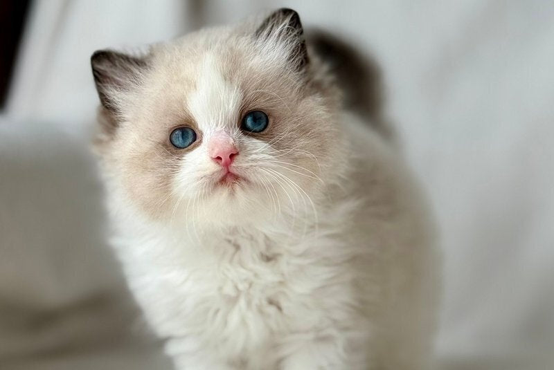 Yulik Ragdoll male, black bicolour