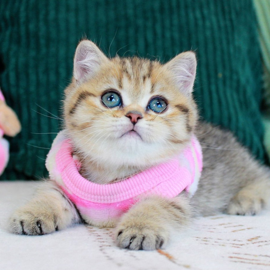 Kiara Munchkin female, chocolate golden spotted tabby