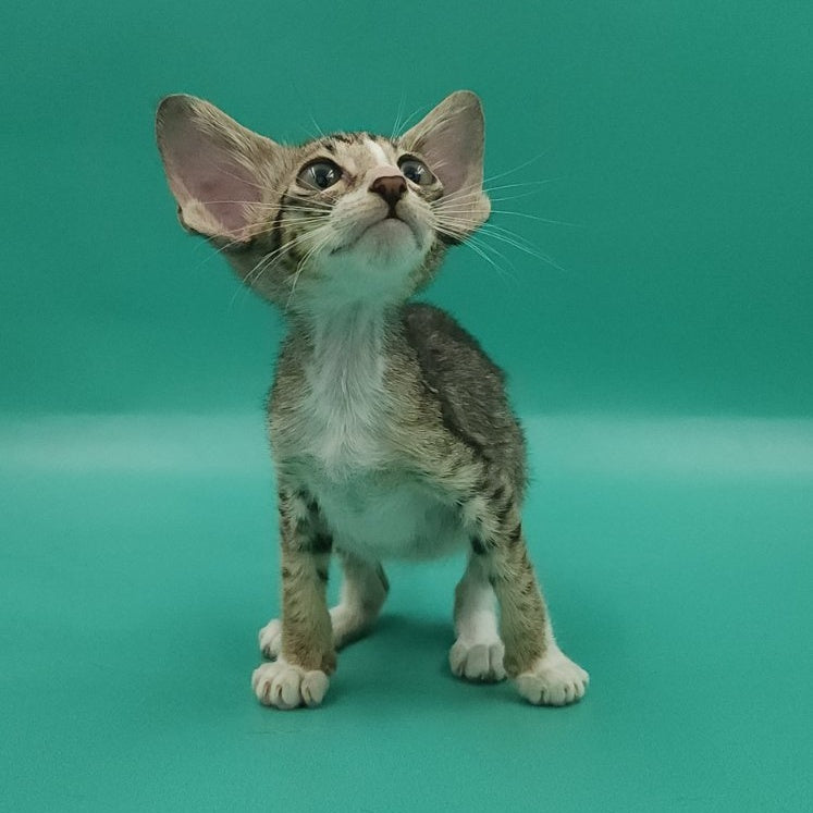 Valery Oriental Shorthair female, black tortie bicolour spotted tabby