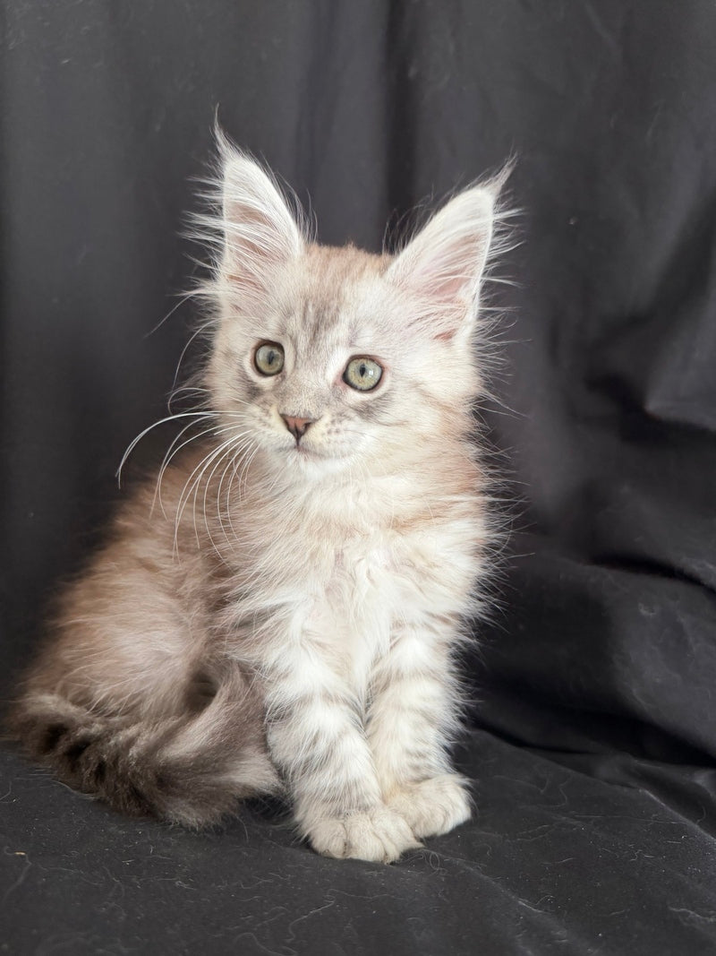 Yanius Maine Coon male black silver tabby - live animals