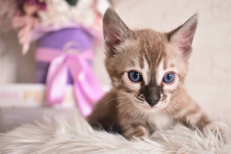 Chuma Bengal female snow mink charcoal - live animals