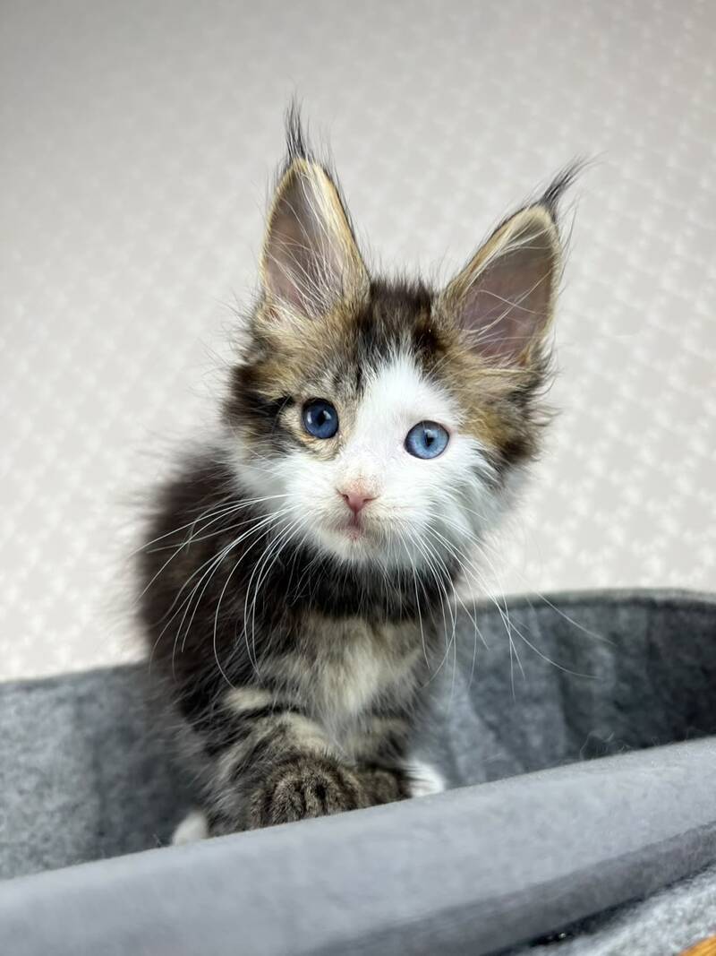 Penelope Maine Coon female, black tabby with white