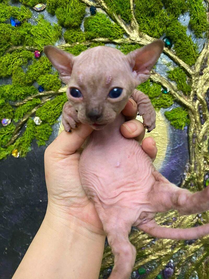 Aria Bambino female chocolate tortie live animals