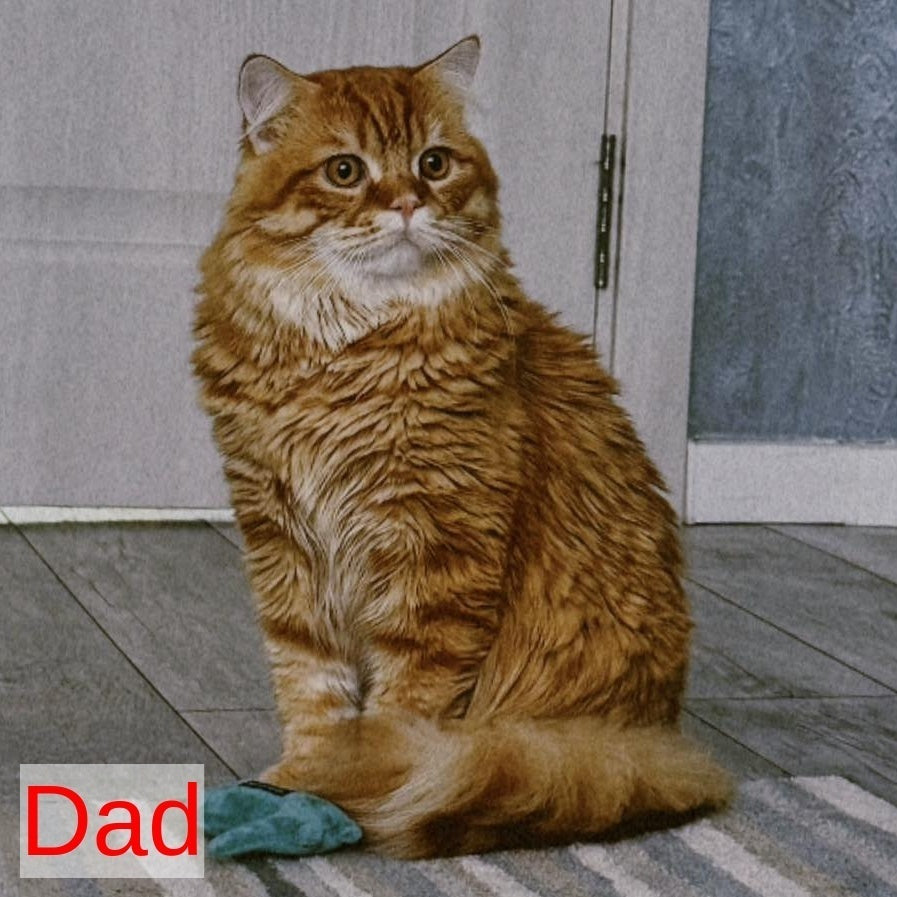 Karat Scottish Fold female, black tabby bicolour