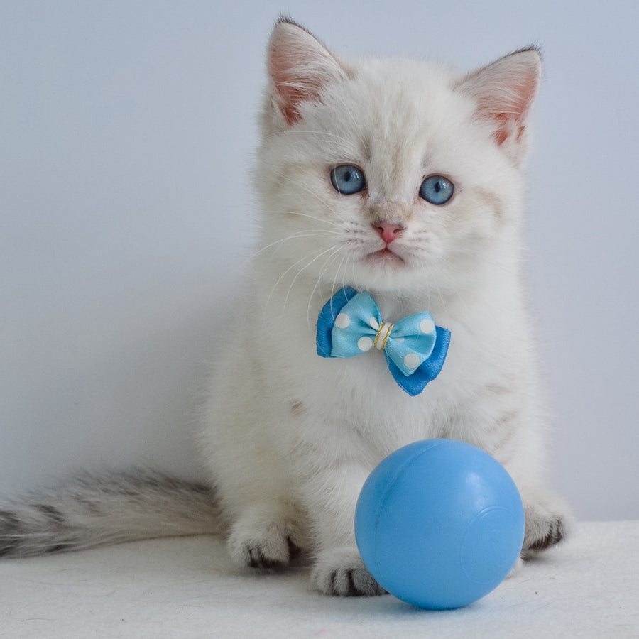 Iman British Shorthair male, black golden tabby pointed
