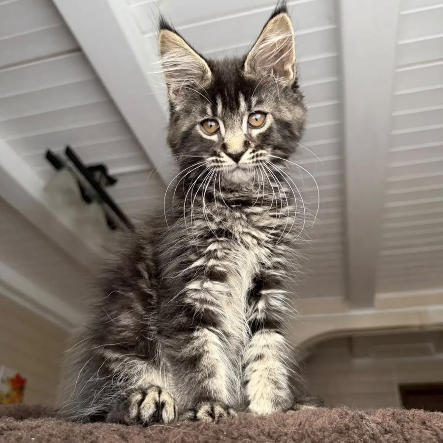 Chipper Maine Coon female, black tabby