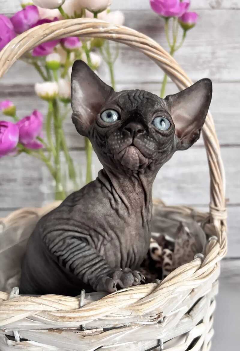 Aziza Canadian Sphynx female black - live animals