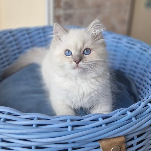Dustin Siberian male, blue tabby pointed
