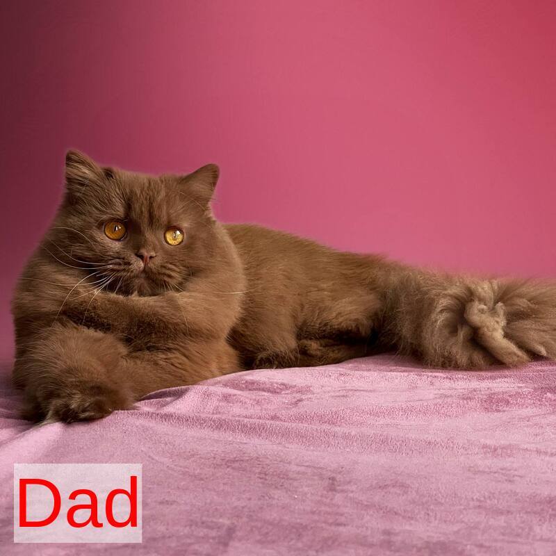 Fendi British Shorthair male, cinnamon