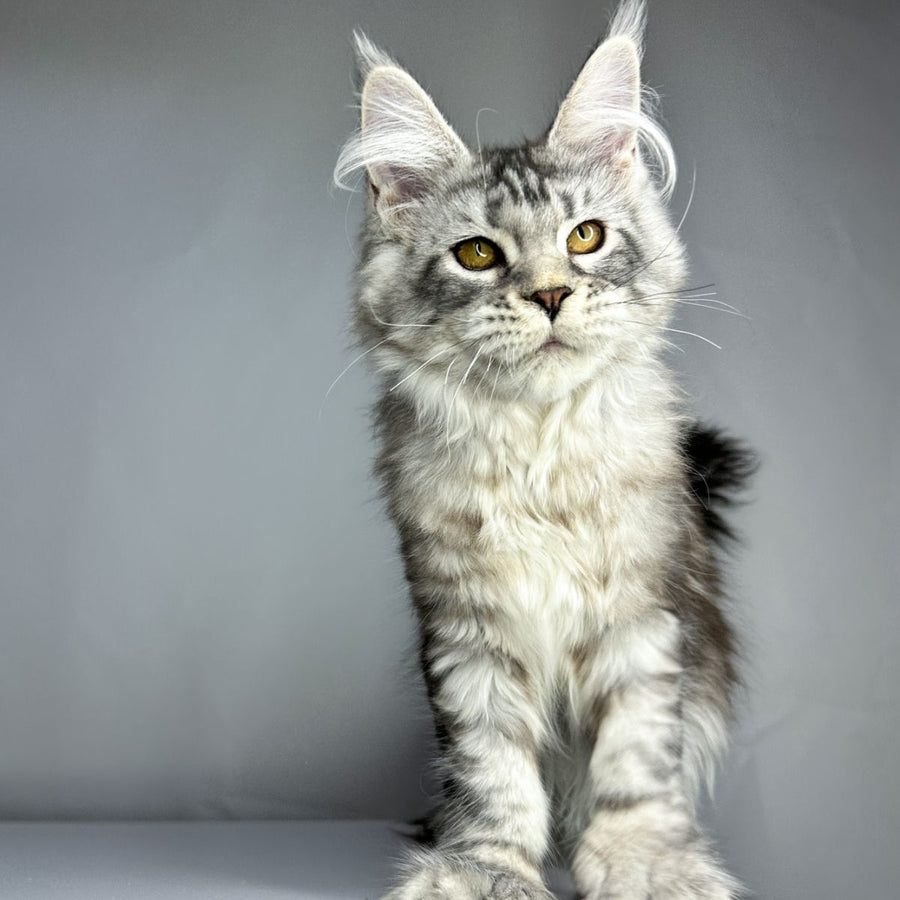 Bekka Maine Coon polydactyl 5x6x6x6 female, black silver tabby
