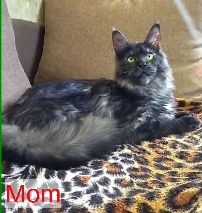 Iris Maine Coon female black silver live animals