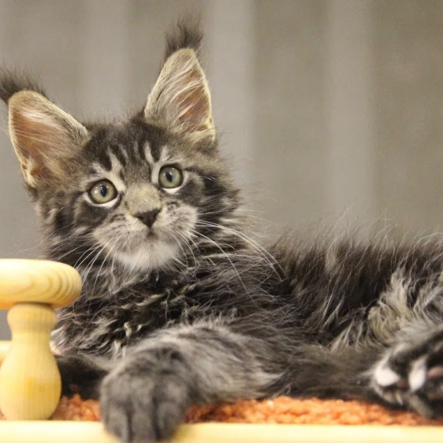 Ricky Maine Coon male, black tabby with white