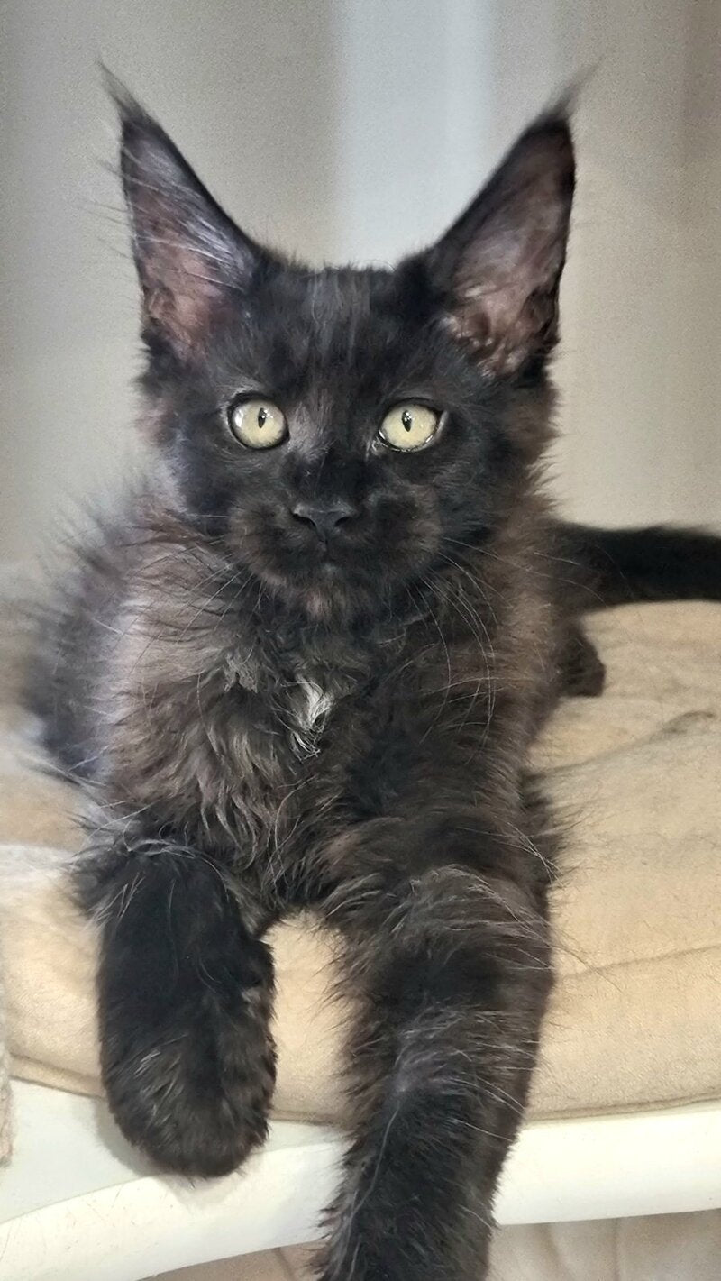 Debora Maine Coon female black with white - live animals