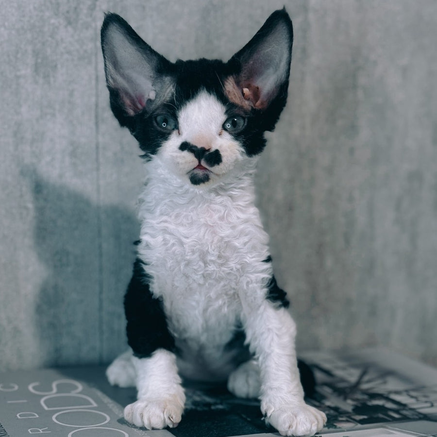 Max Devon Rex male, black bicolour
