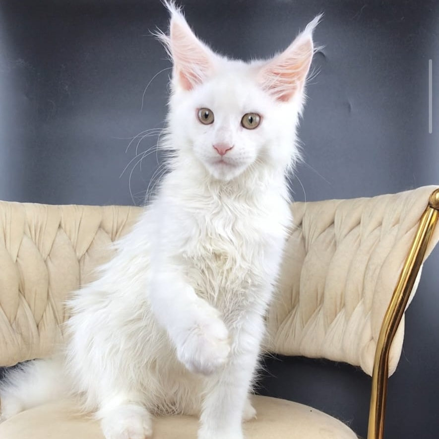 Xia Maine Coon female, white