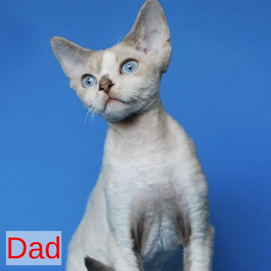 Armaf Devon Rex male, red pointed