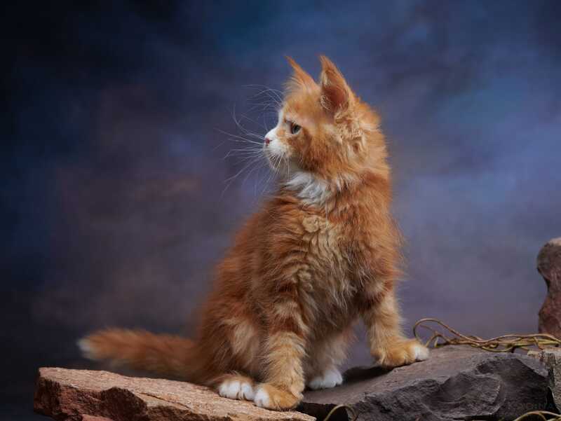 Dexter Maine Coon male, red tabby bicolour
