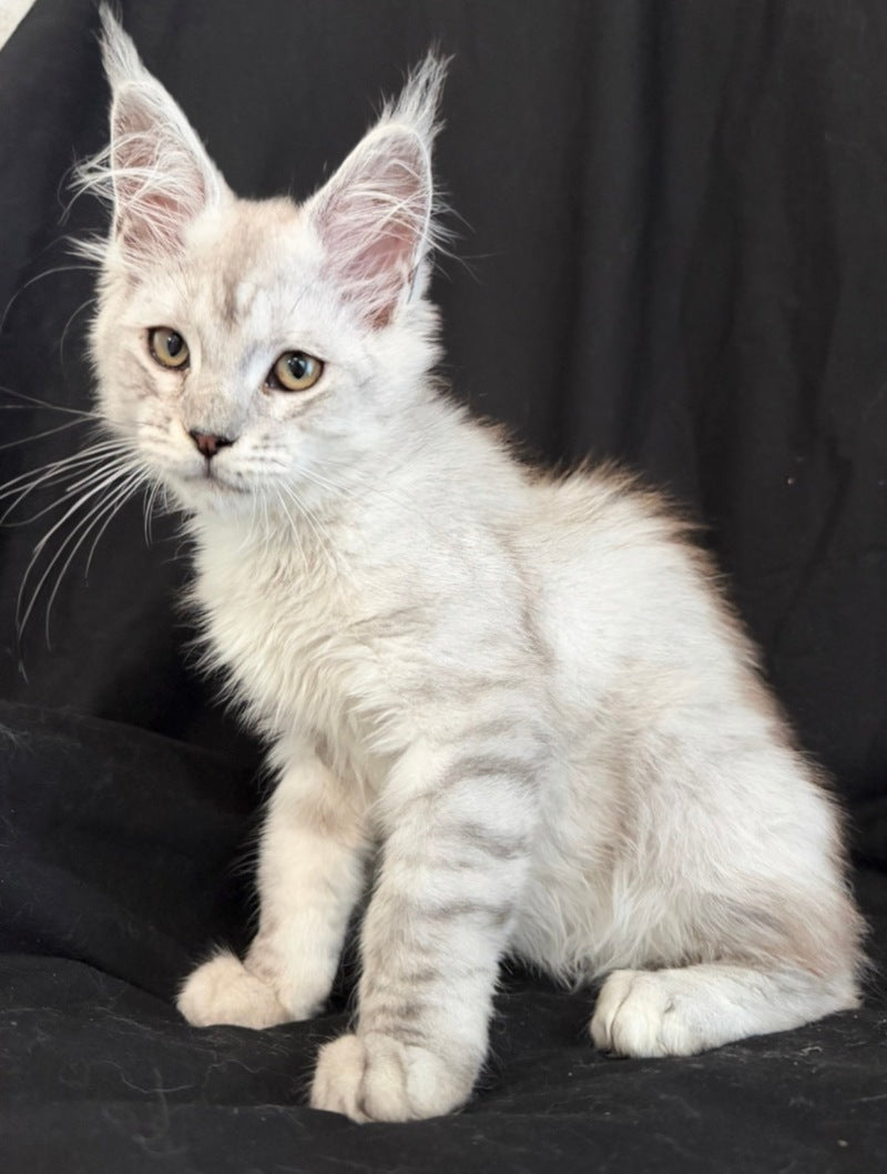 Ximas Maine Coon male, black silver shaded