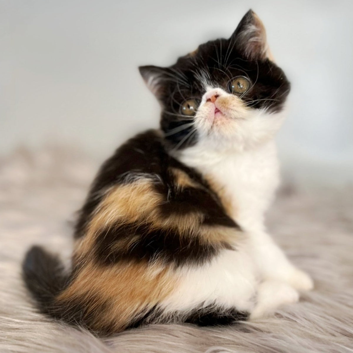 Coco Exotic female, black tortie bicolour