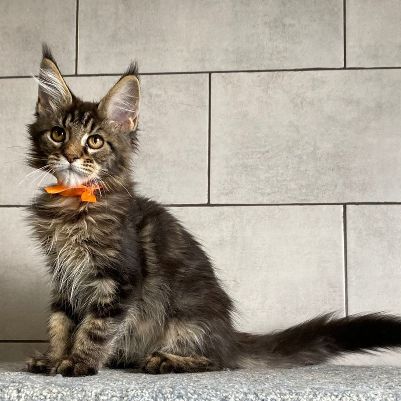 Toratau Maine Coon female, black tabby