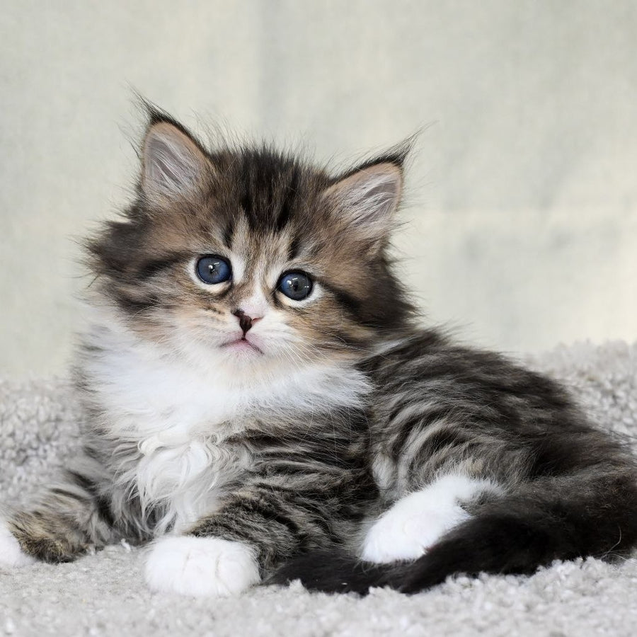 Lukas Siberian male, black spotted tabby with white