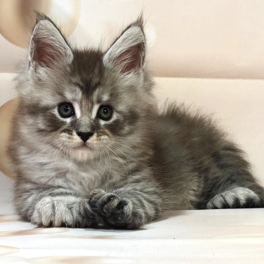 Favourite Maine Coon polydactyl 6x6x6x6 male, black silver
