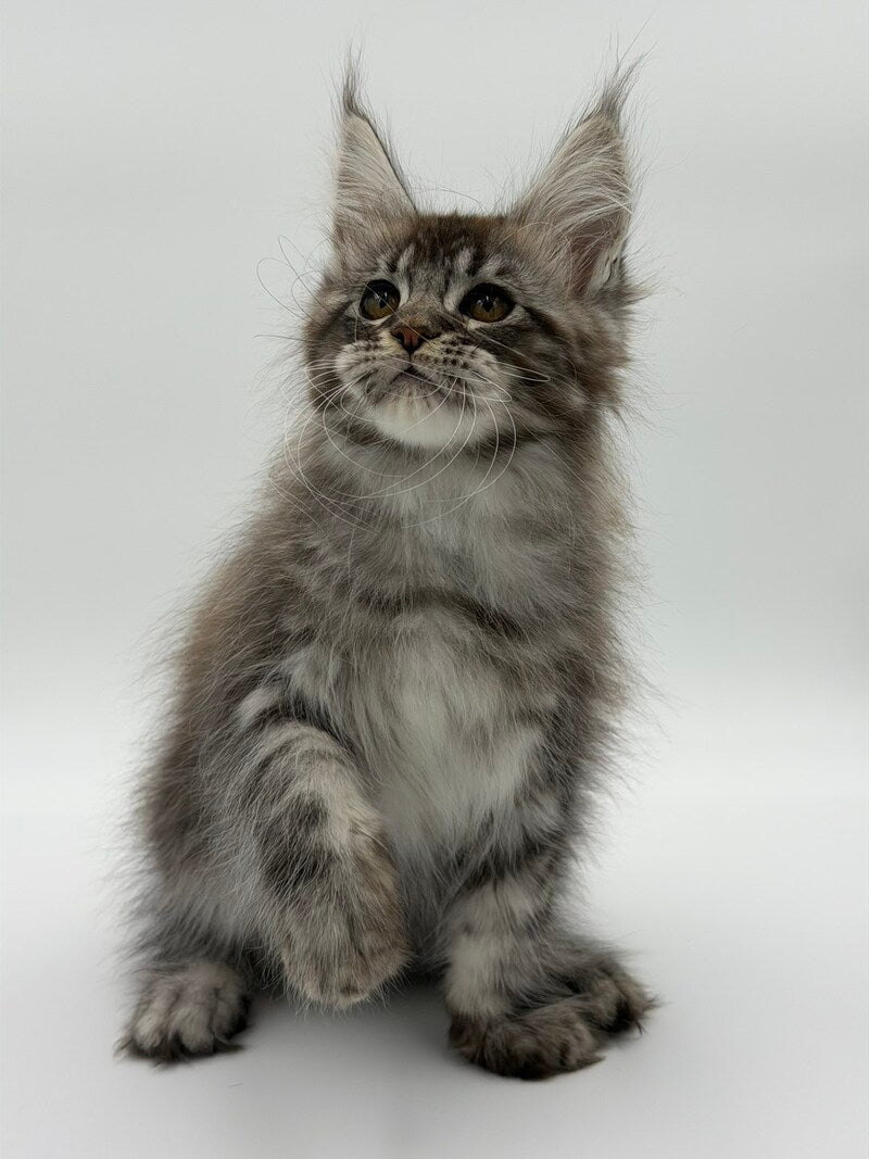 Kiss Maine Coon male black silver tabby - live animals