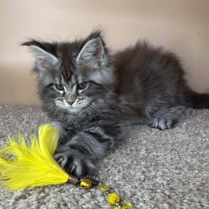 Denis Maine Coon male, black silver tabby
