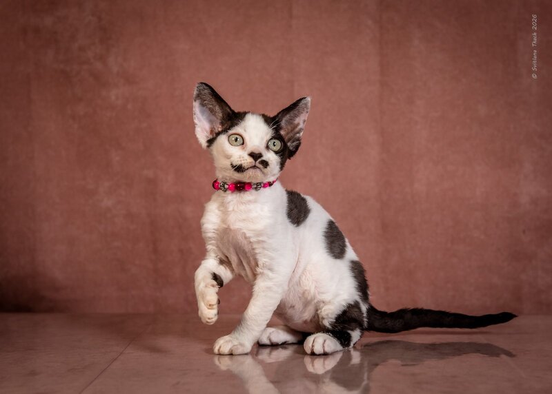 Lelya Devon Rex female, black harlequin