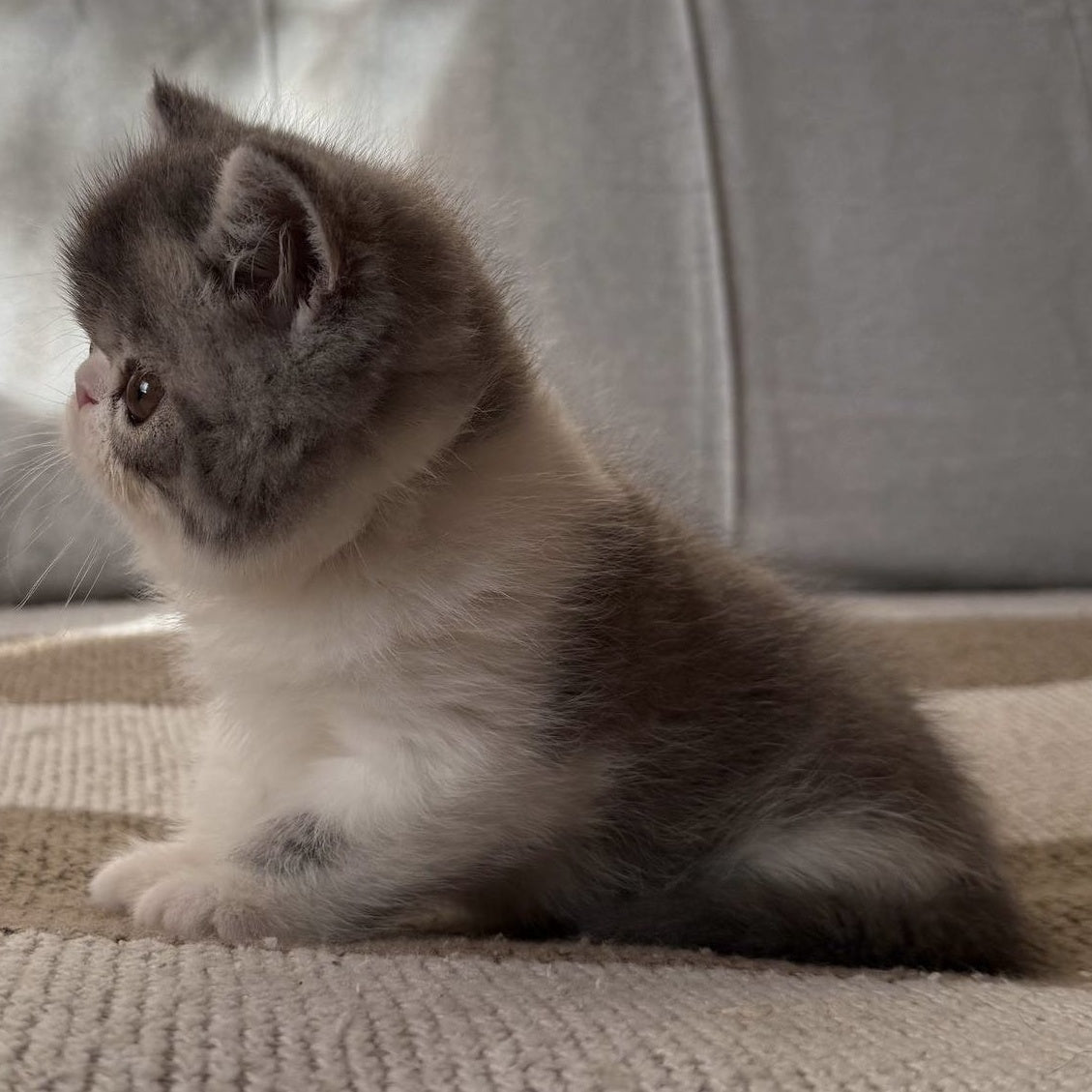 Marie Exotic female, blue bicolour spotted tabby