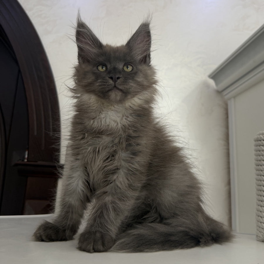 Ahata Maine Coon female, black silver