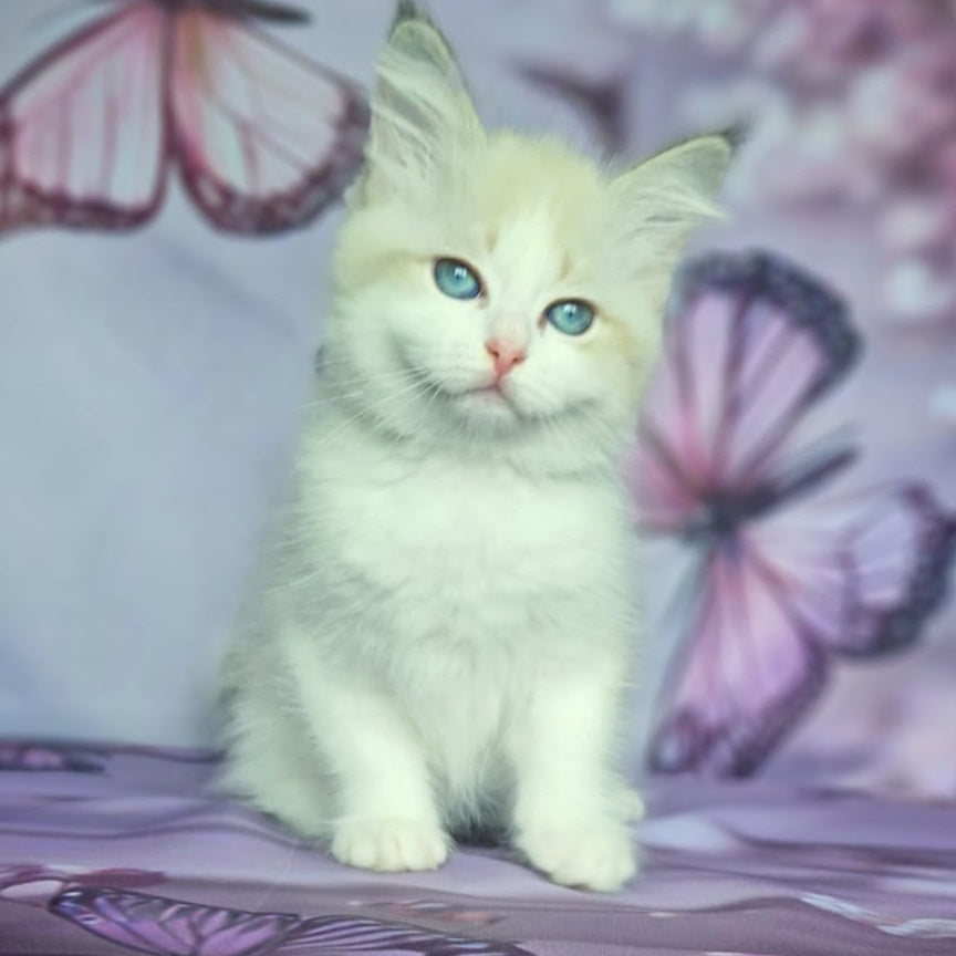 Eddie Siberian male, blue bicolour tabby pointed