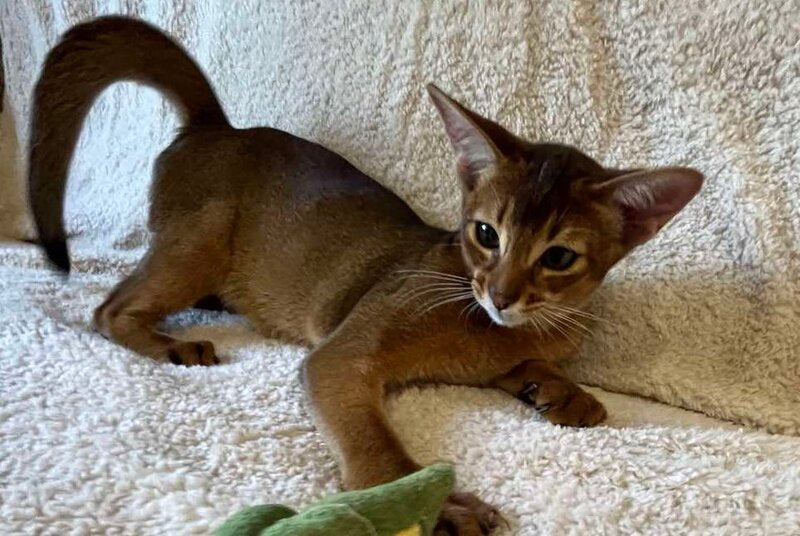 Boomer Abyssinian male, black
