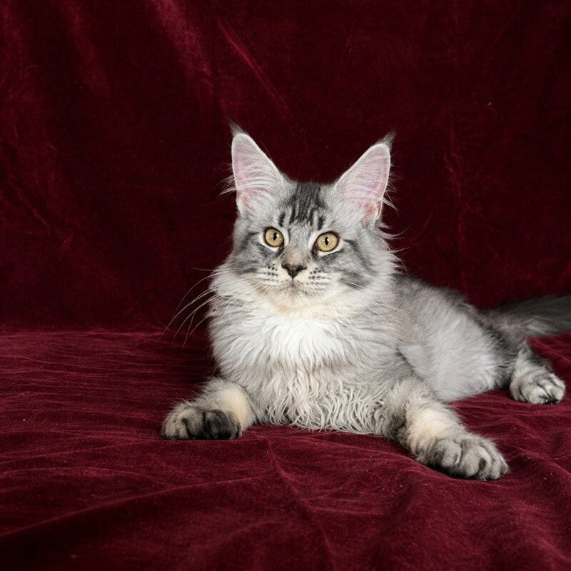 Hailen Maine Coon male, black silver ticked tabby