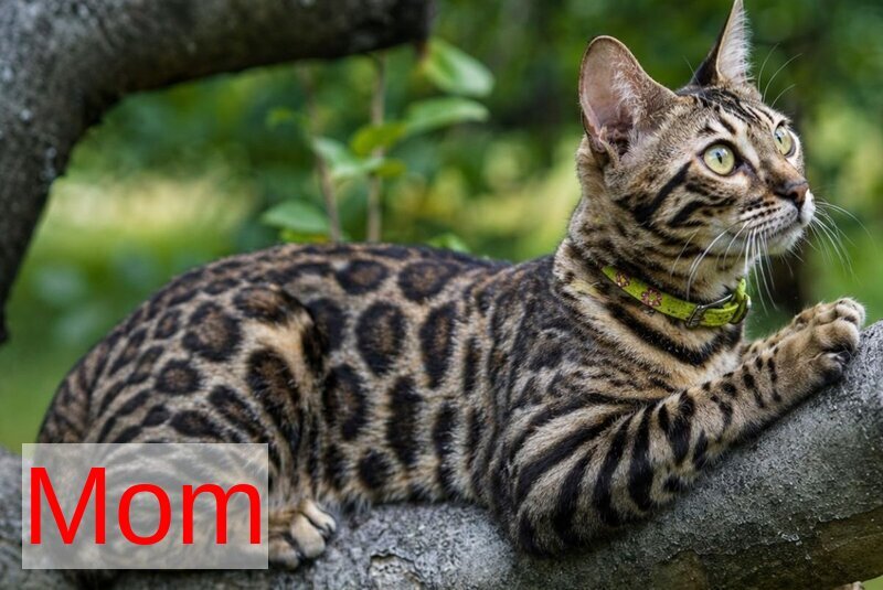 Azura Bengal female black spotted tabby - live animals