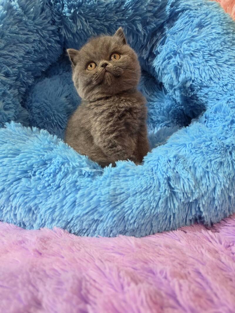 Terra Scottish Straight female blue - live animals