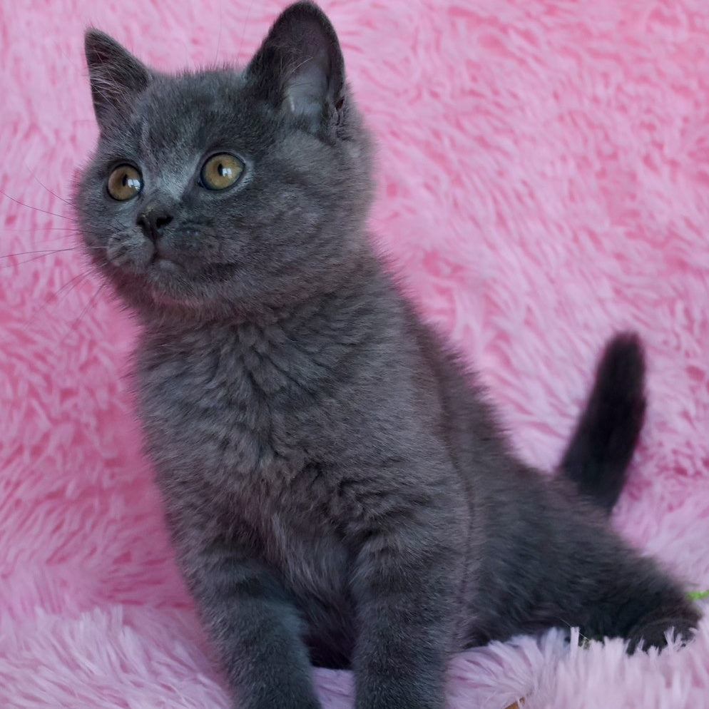 Xavi British Shorthair male, blue
