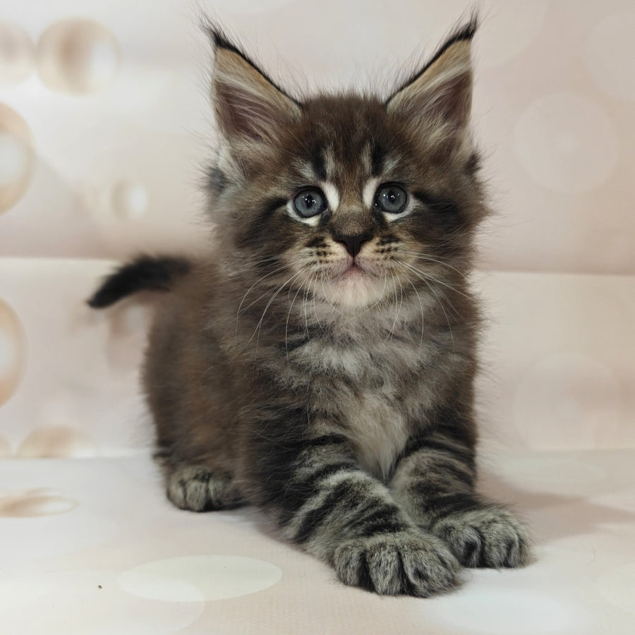 Mustang Maine Coon male, black tabby