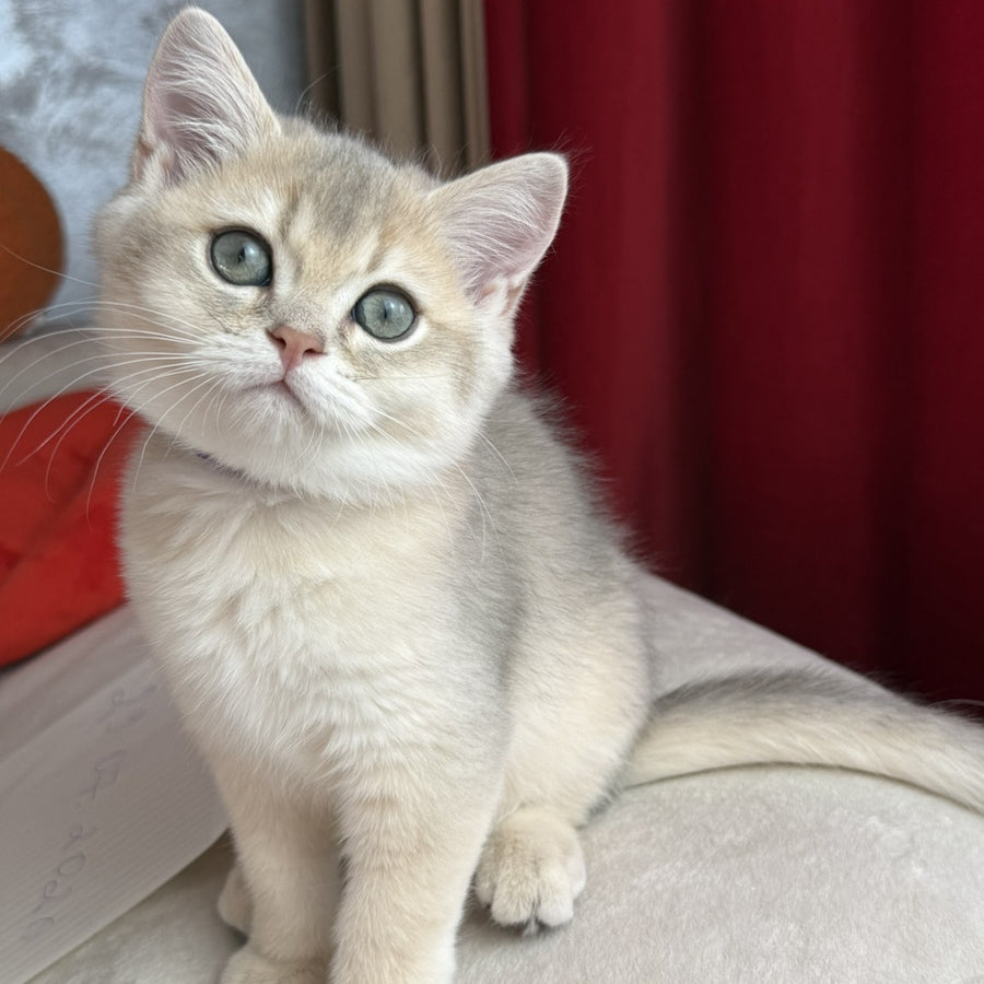 Erik Scottish Straight male, blue golden shaded