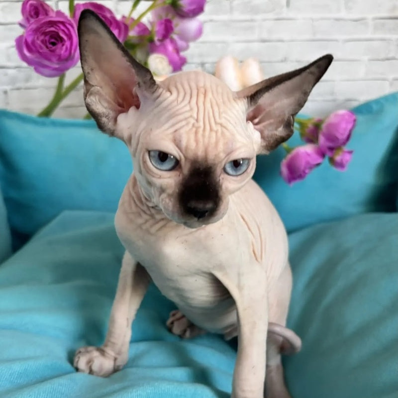 Bahia Canadian Sphynx female, black pointed